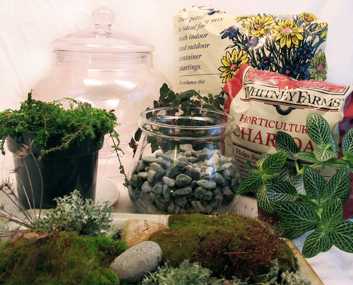 terrarium-supplies