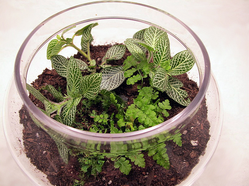 terrarium-planted