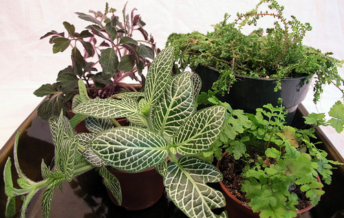 terrarium-plants