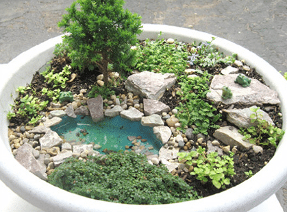 5 Fairy Gardens, What Plants Are Good For A Fairy Garden