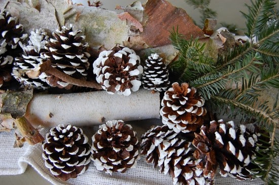 birch and pinecones