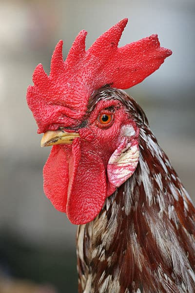 400px-Rooster_portrait2