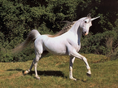 real unicorn