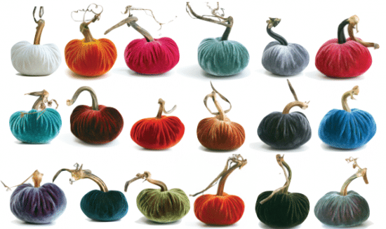 plush pumpkin colors np