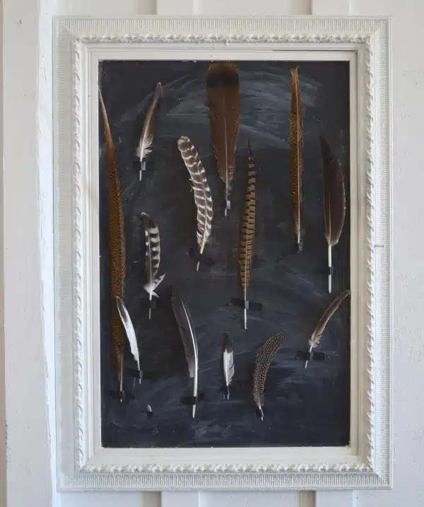 feathers taped to a chalkboard